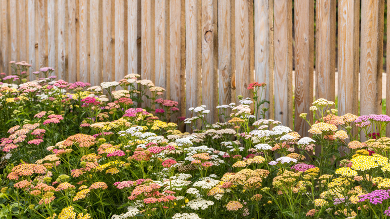 yarrow garden growing along fence