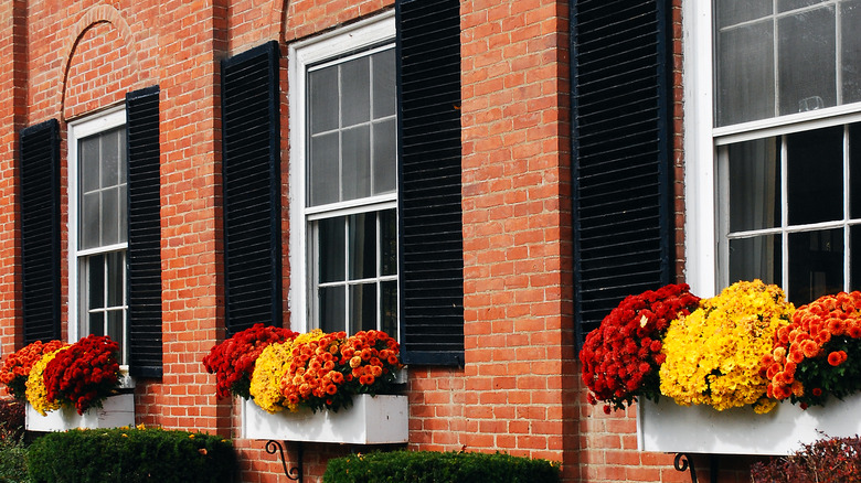 orange, red, and yellow mums on a brick house