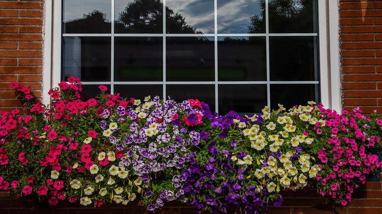 pansies in window box