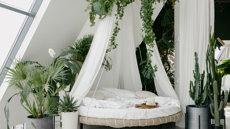 hanging plants above round bed