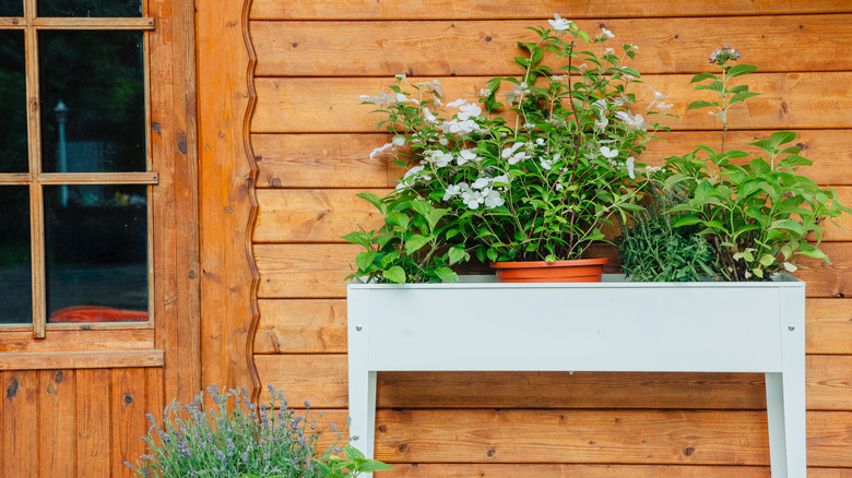 raised garden against wall