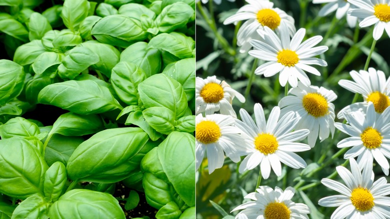 A side-by-side image with basil on the left and chamomile on the right