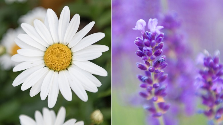 Two side-by-side images of chamomile (left) and lavender (right) with a focus close up on the flowers