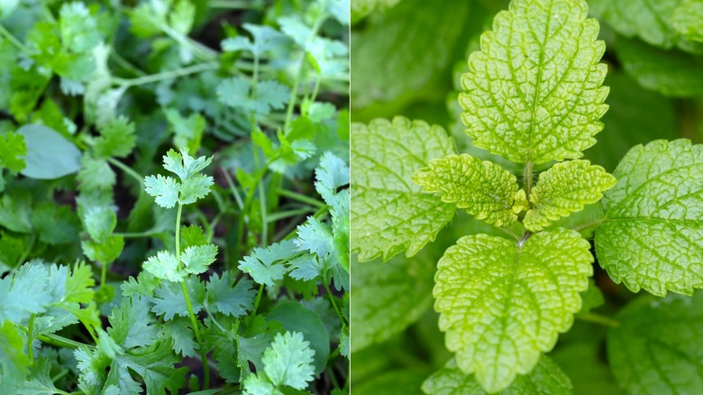 Two images side by side with cilantro on the left and a close up of lemon balm on the right