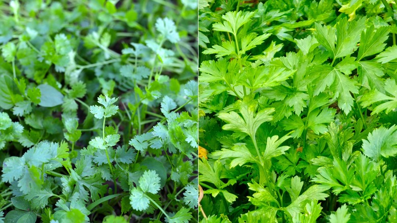 Two images side by side with cilantro on the left and parsley on the right