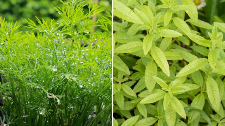 Two images side-by-side with dill on the left and lemon verbena on the right