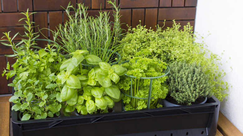 Several herbs being grown together in a large planter in front of a brick wall