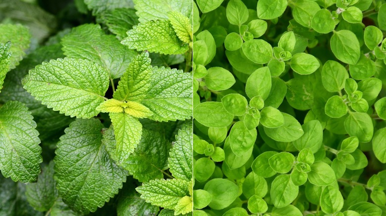Two images side-by-side with lemon balm on the left and marjoram on the right