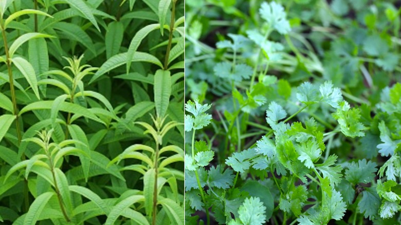 two side-by-side pictures with lemon verbena on the left and cilantro on the right