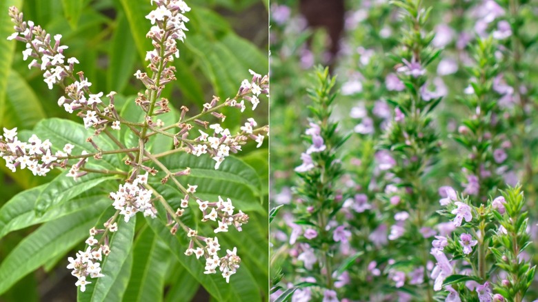Two images side by side with lemon verbena with flowers on the left and thyme with flowers on the right