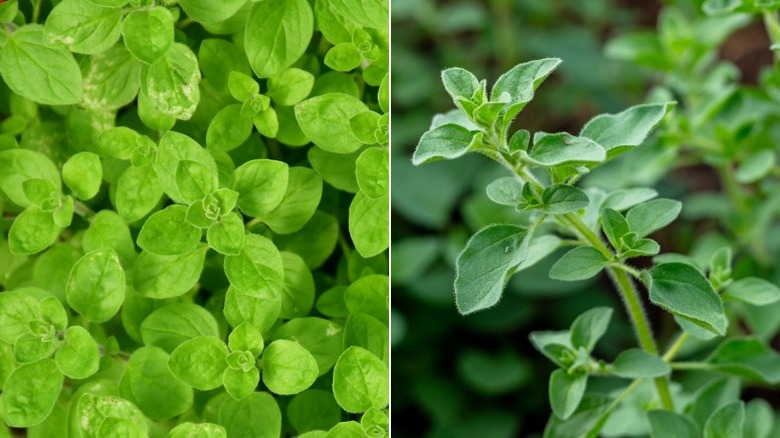 Two images side by side with marjoram on the left and oregano on the right
