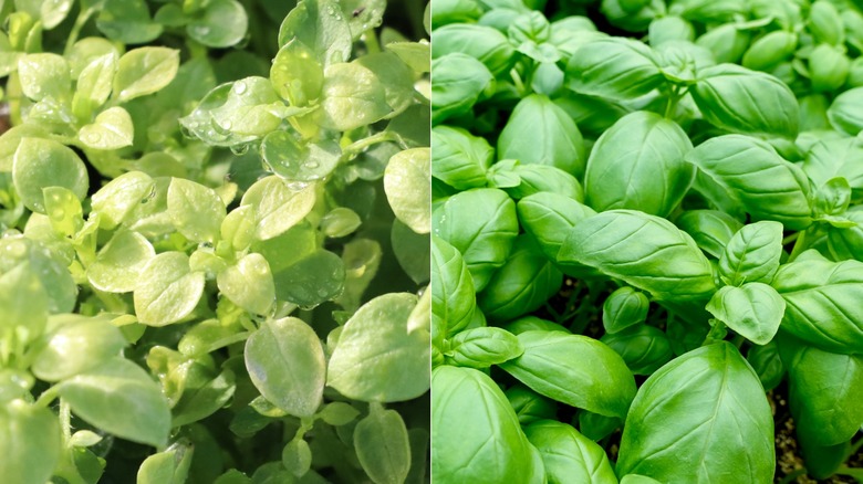 Side-by-side images with oregano with water on the left and basil on the right
