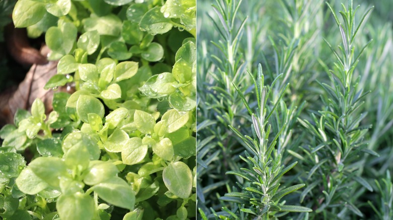 Two images side by side with oregano on the left and rosemary on the right
