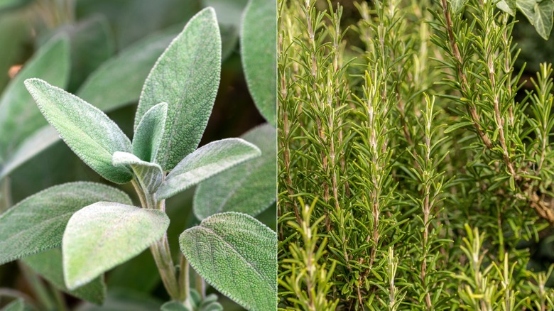 Two images side by side with sage on the left and rosemary on the right