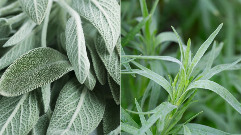 Two images side by side with sage on the left and tarragon on the right