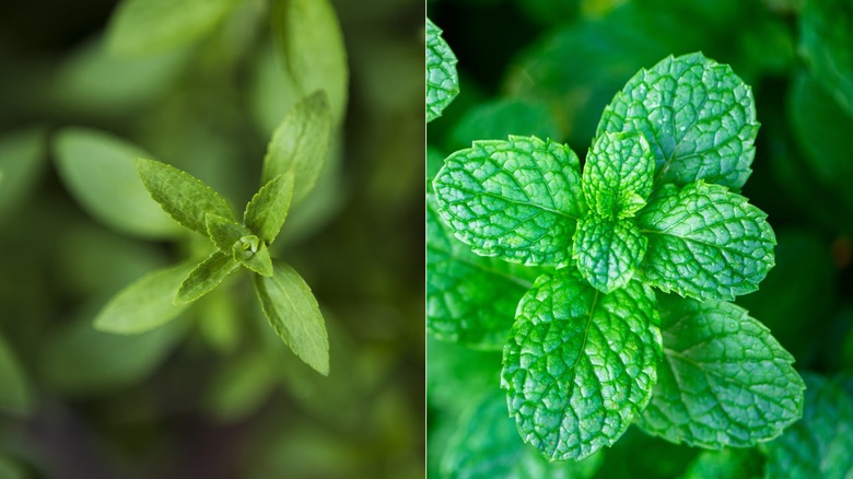 Two side-by-side images with stevia on the left and lemon balm on the right