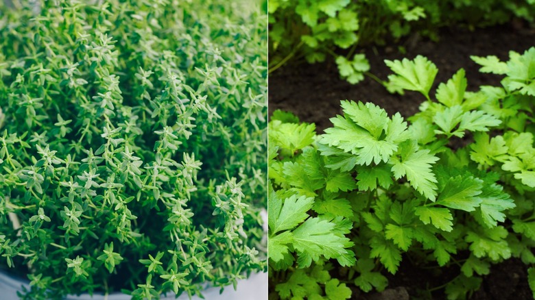 Side-by-side images with thyme grown in a pot on the left and parsley grown in a line in a pot on the right