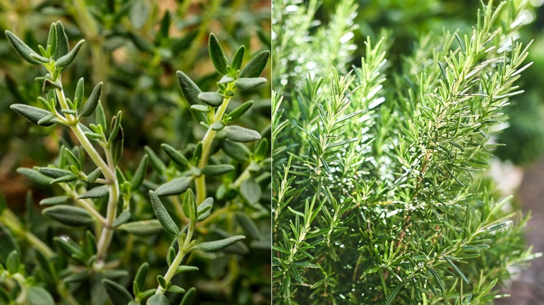 Two images side by side with flowering thyme and a bee on the left and rosemary stalks on the right