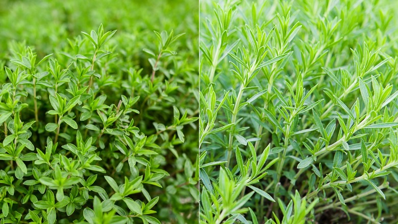 Two images side by side with a clump of thyme on the left and stalks of tarragon on the right