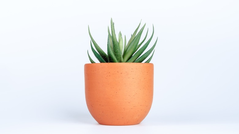 Aloe vera in terracotta pot
