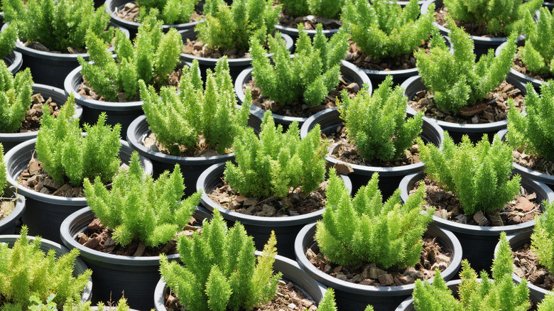 Many small asparagus ferns potted