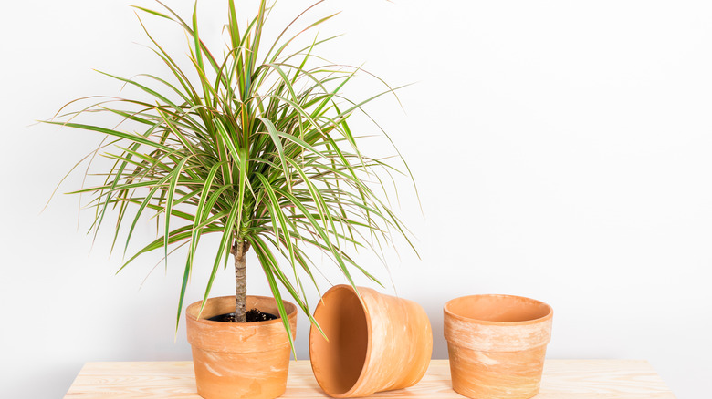 Dracaena dragon tree with pots