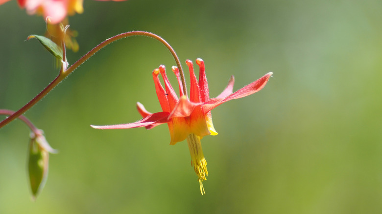 Eastern red columbine in bloom