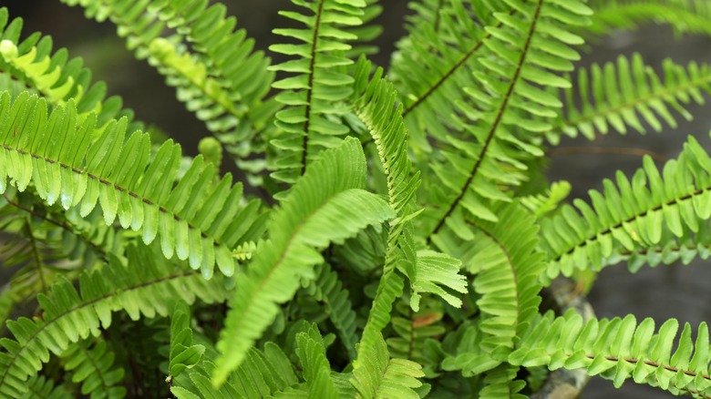 Kupukupu fern close up leaves
