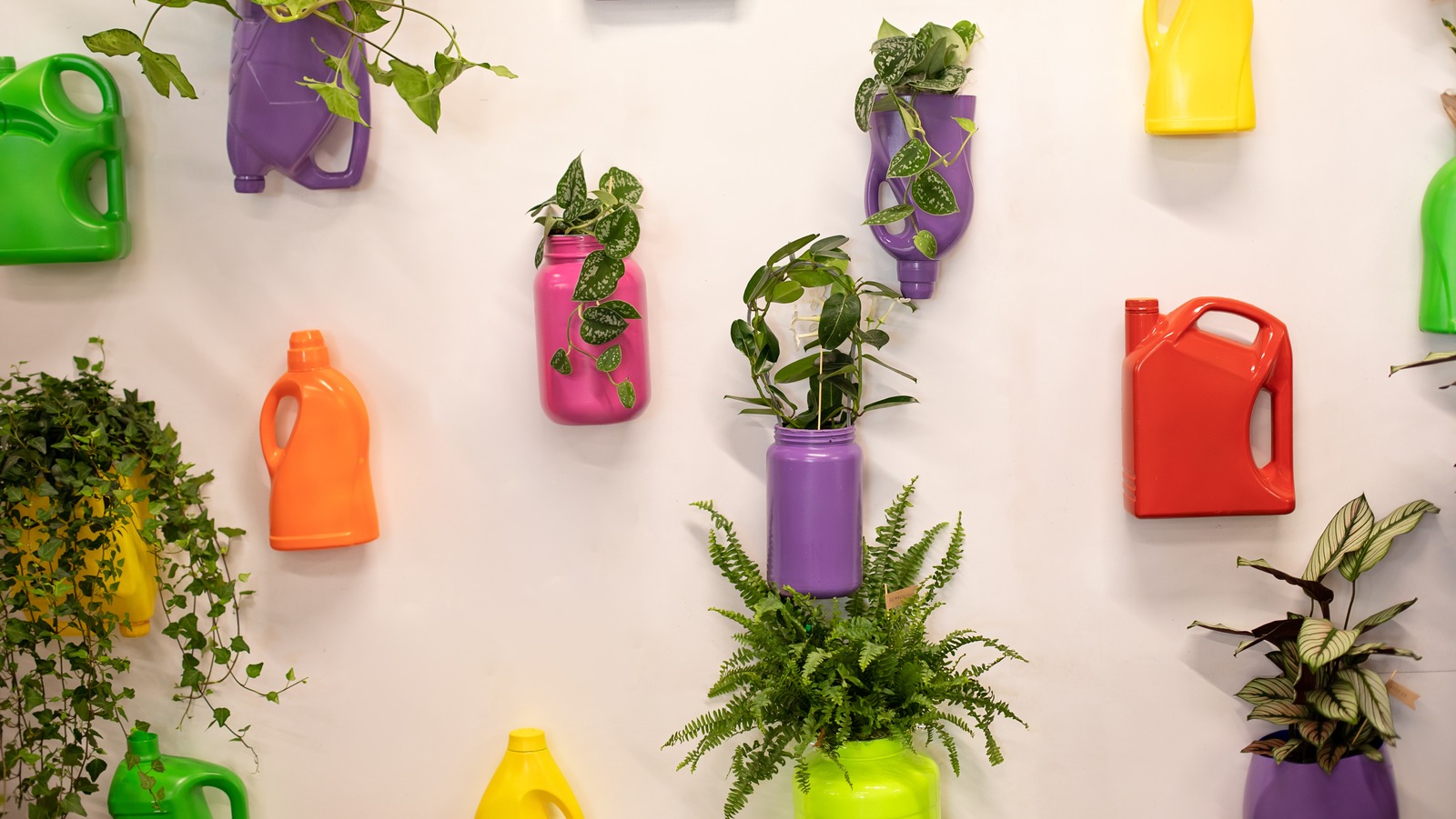 20 Easy To Grow Houseplants That Don't Need Drainage