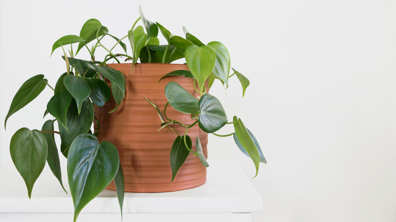 Philodendron plant in clay pot