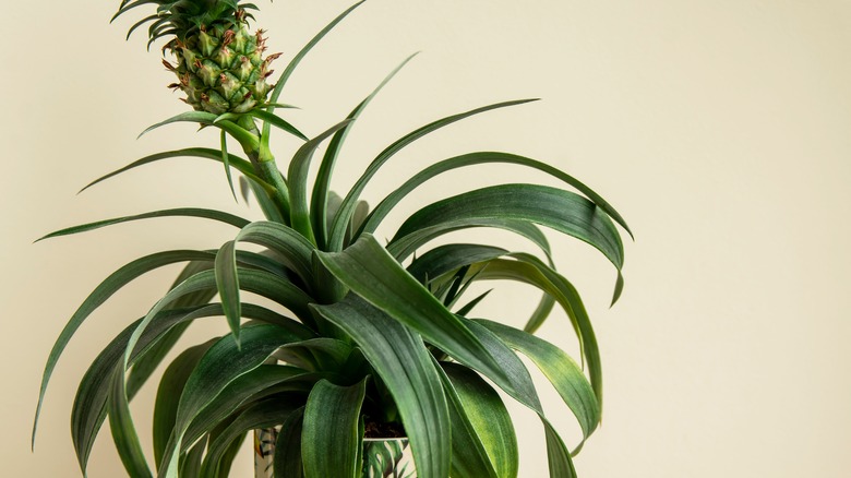 Pineapple plant growing indoors