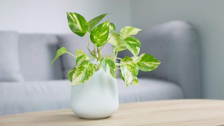 Pothos plant in white pot