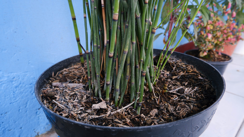 Rough horsetail in black pot