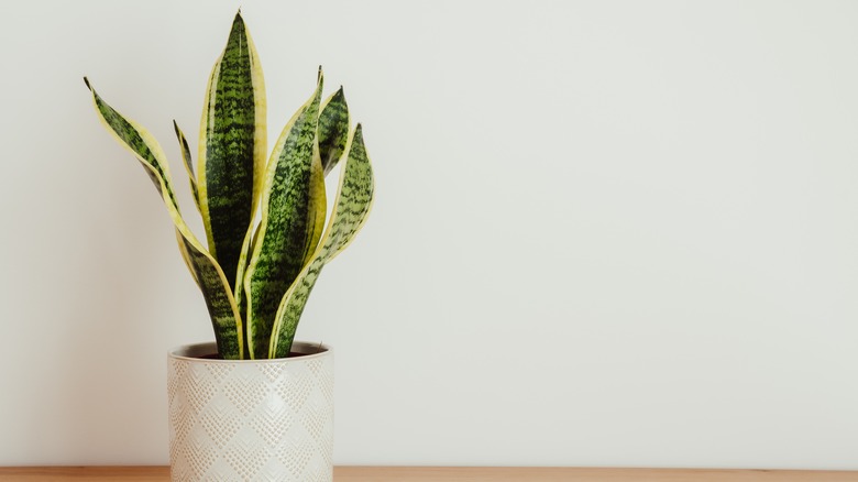 Snake plant in a pot