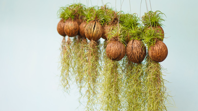 Spanish moss in several pots