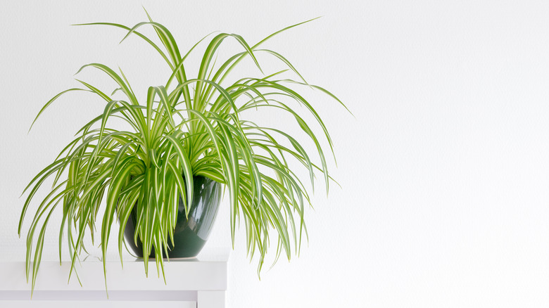 Spider plant in hanging pot