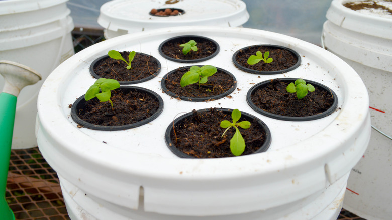 Plants growing hydroponically in bucket