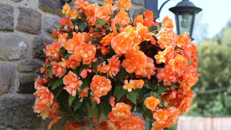 Orange begonias growing in a hanging basket on a brick wall.