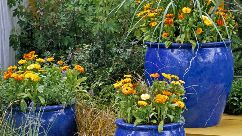 Calendula flowers growing in blue pots