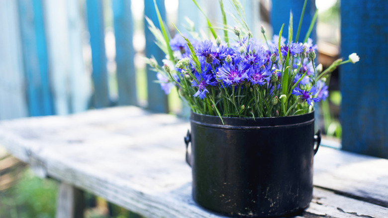 A pot of blue cornflowers on a white bench.