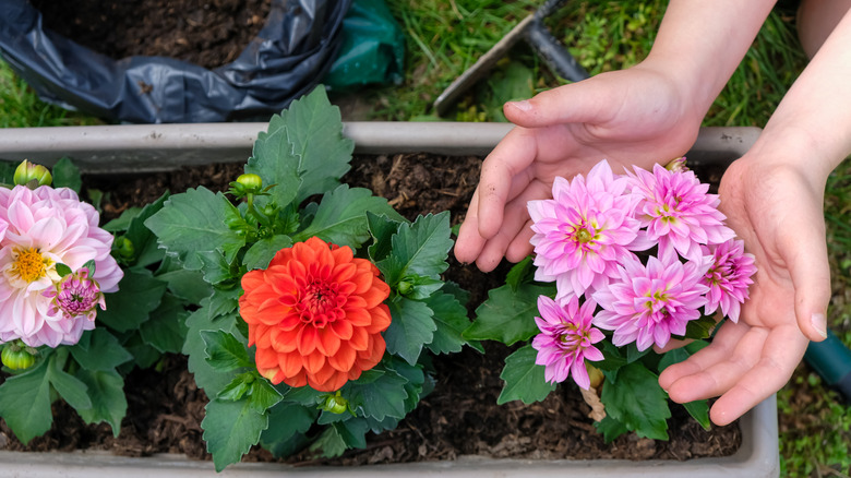 A gardener handling orange and pink dahlias