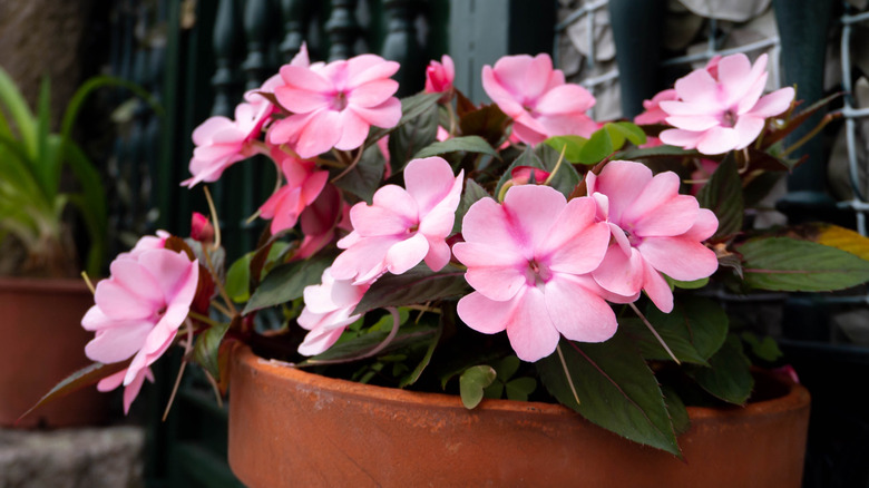 Pink impatiens in a terra cotta pot