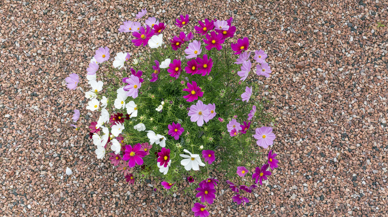 Pink cosmo flowers in a pot