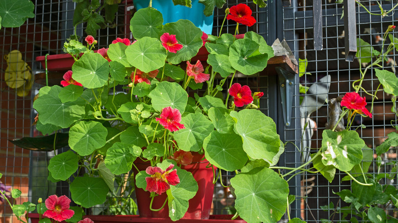 Red nasturtium in a red pot.