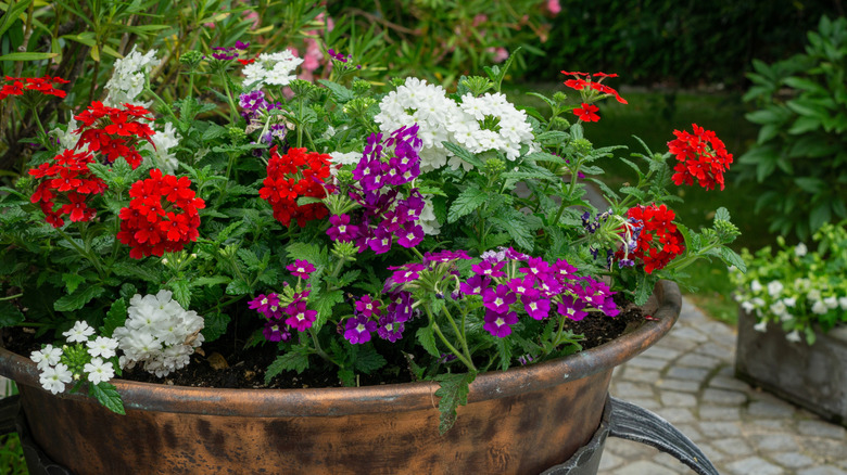 Red, purple, and white verbenas in a copper container.