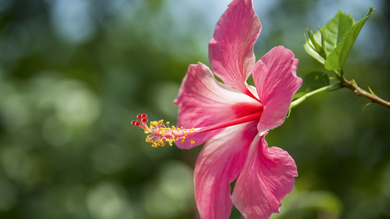 A large, pink Hawaiian hibiscus flower.
