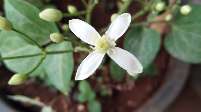 White honeysuckle growing in a pot