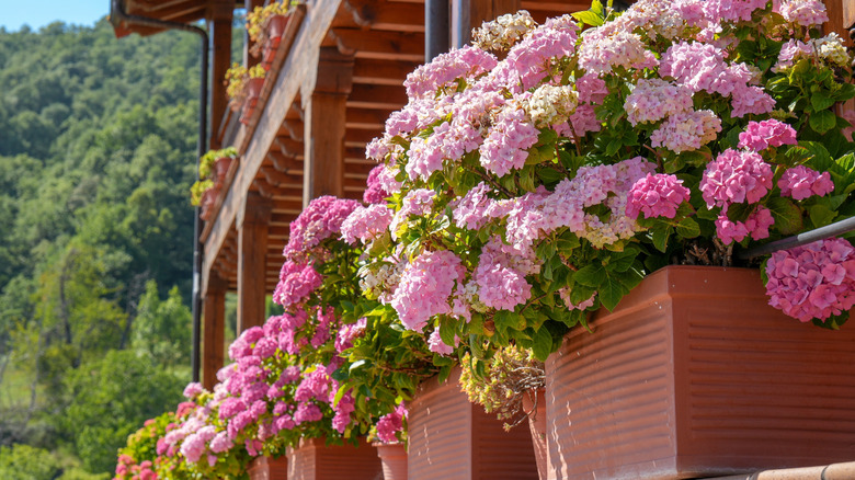 Rows of pink hydrangeas growing on a porch.