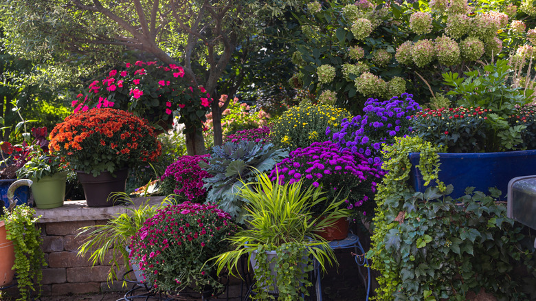 A colorful container garden full of flowers.