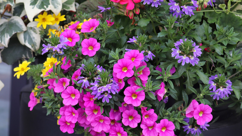 A pot full of colorful million bells flowers.